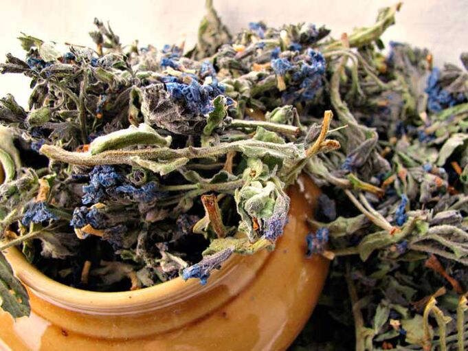 Dried lungweed for making a medicinal infusion that enlarges a man’s penis